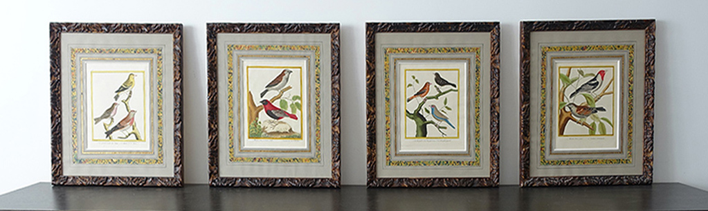 Gravures de Martinet. Achat tableau, achat décoration, achat oiseaux, gravures XVIIIeme