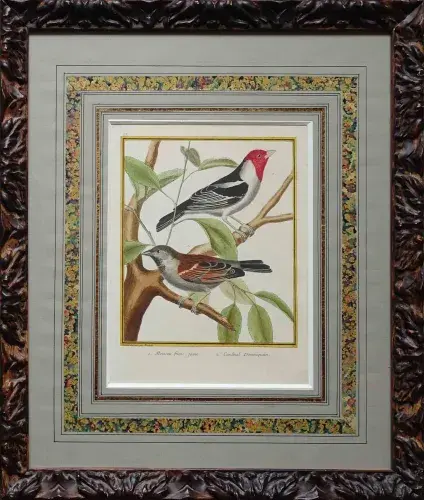 ©. Gravure de Martinet. Achat art animalier, achat gravures anciennes, achat XVIIIème décoration