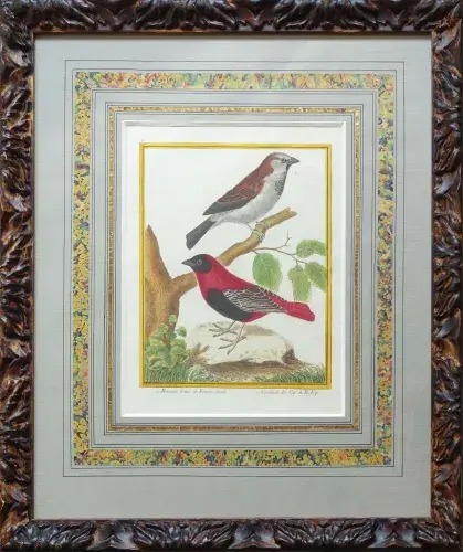 Moineau franc de France, mâle; cardinal du Cap de Bonne Espérance. Buffon XVIIIeme Achat art décoration