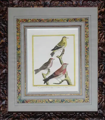 Gravure de Martinet :La grande linotte des vignes, le cabaret, le tarin. Achat art décoration