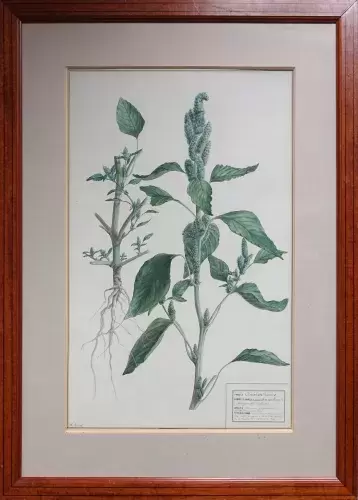 achat tableau aquarelle Amarante. Aquarelle botanique