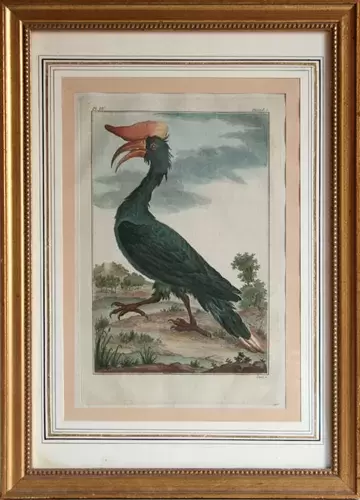 achat tableau gravure XVIIIème siècle Calao