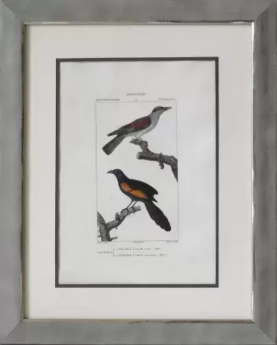 achat tableau peinture Coucous: coucal et courol