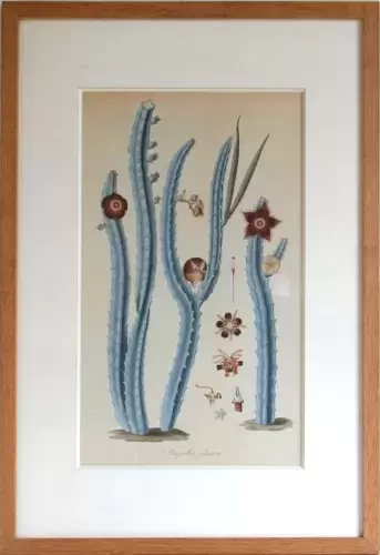 achat tableau gravure botanique cactus XIXème Stapelia Glauca de Nicolaas von jacquin
