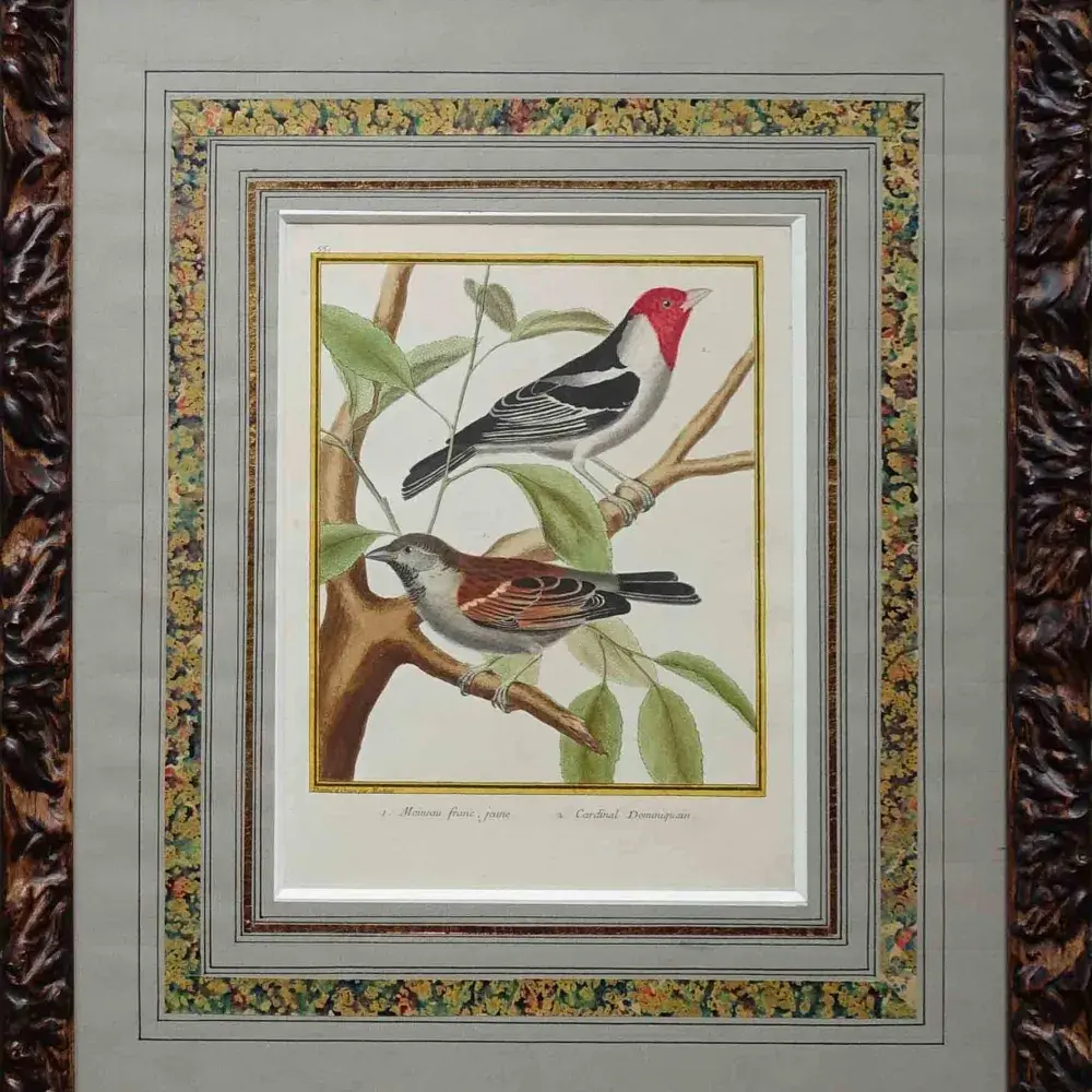©. Gravure de Martinet. Achat art animalier, achat gravures anciennes, achat XVIIIème décoration