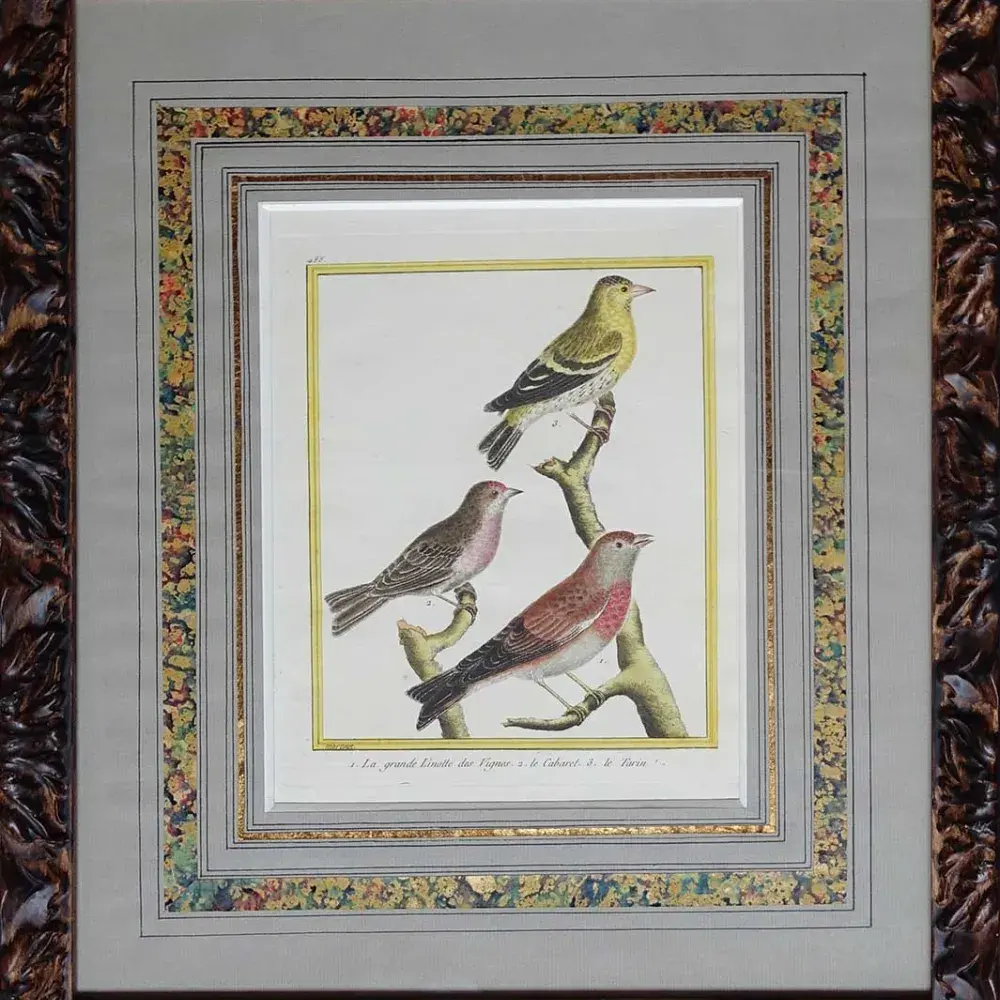 Gravure de Martinet :La grande linotte des vignes, le cabaret, le tarin. Achat art décoration