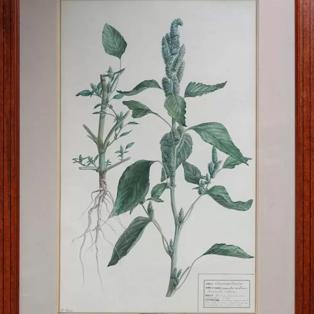 achat tableau aquarelle Amarante. Aquarelle botanique
