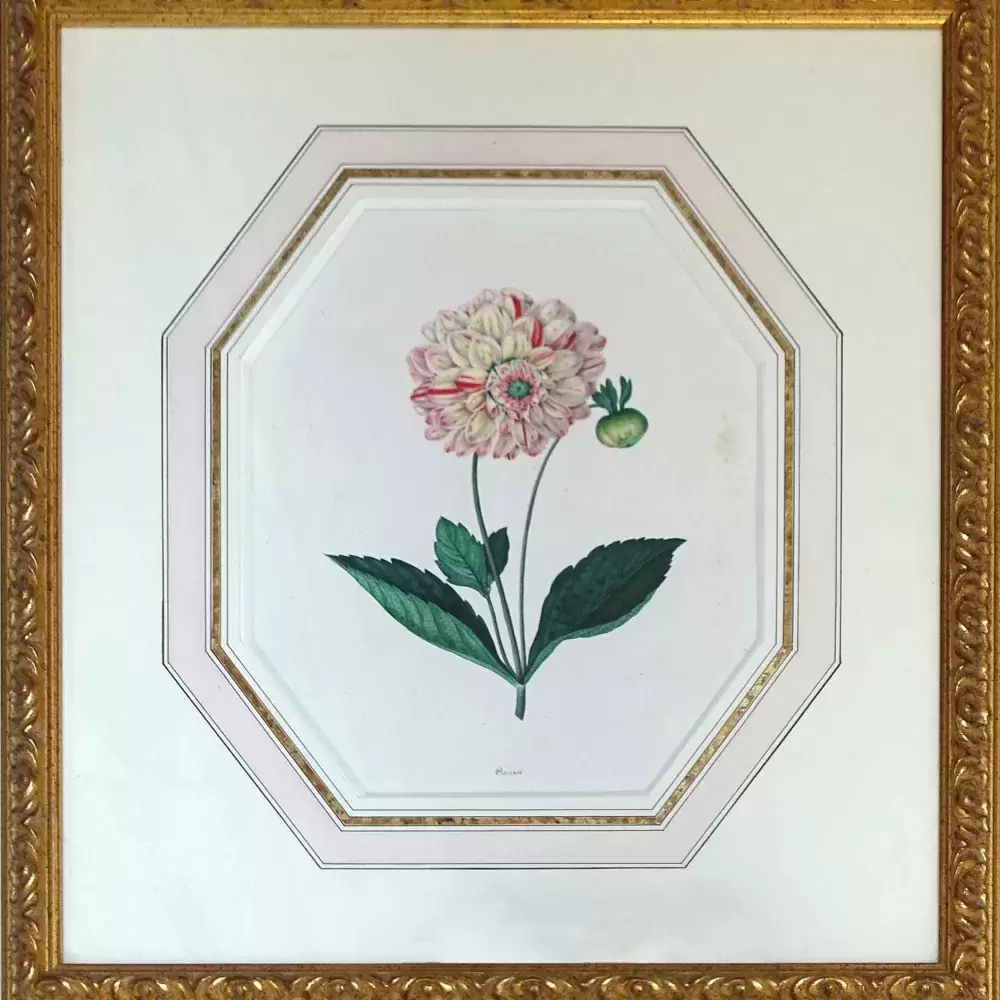 achat tableau peinture décoration dahlia aquarelle botanique 