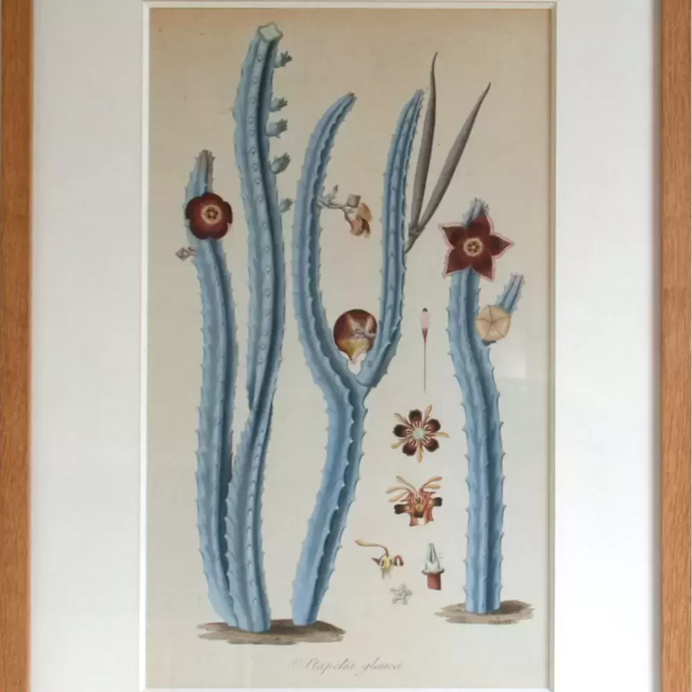 achat tableau gravure botanique cactus XIXème Stapelia Glauca de Nicolaas von jacquin