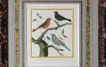Les bengalis. Gravure XVIII eme par Martinet, gouaché et aquarellé d'époque, achat, art décoration