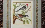 ©. Gravure de Martinet. Achat art animalier, achat gravures anciennes, achat XVIIIème décoration