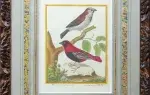 Moineau franc de France, mâle; cardinal du Cap de Bonne Espérance. Buffon XVIIIeme Achat art décoration