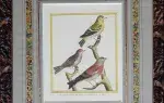 Gravure de Martinet :La grande linotte des vignes, le cabaret, le tarin. Achat art décoration