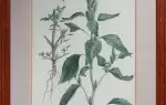 achat tableau aquarelle Amarante. Aquarelle botanique