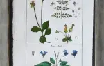 achat tableau gravure encyclopédie méthodique Calceolaire et Béole