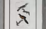 achat tableau peinture Coucous: coucal et courol